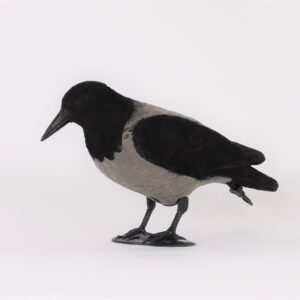 [ih_use_fallback_field(Alces Bulvan Kråka Flockad, Alces Bulvan Kråka Flockad)]